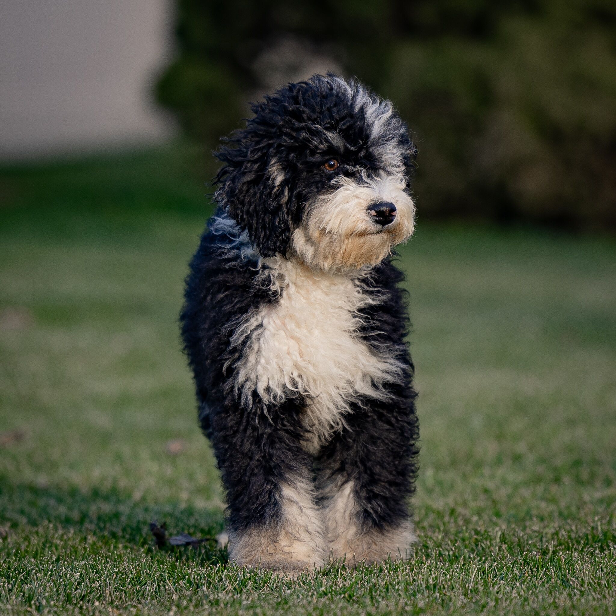 Keith 1 Mini Bernedoodles Keith
