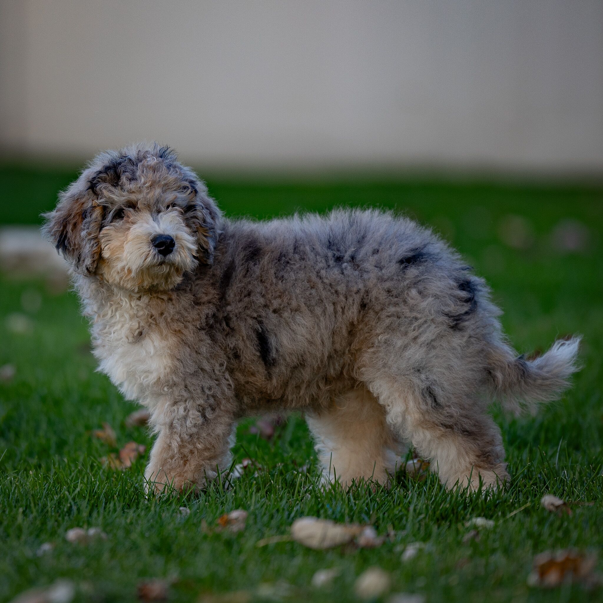 Kevin 1 Mini Bernedoodles Kevin