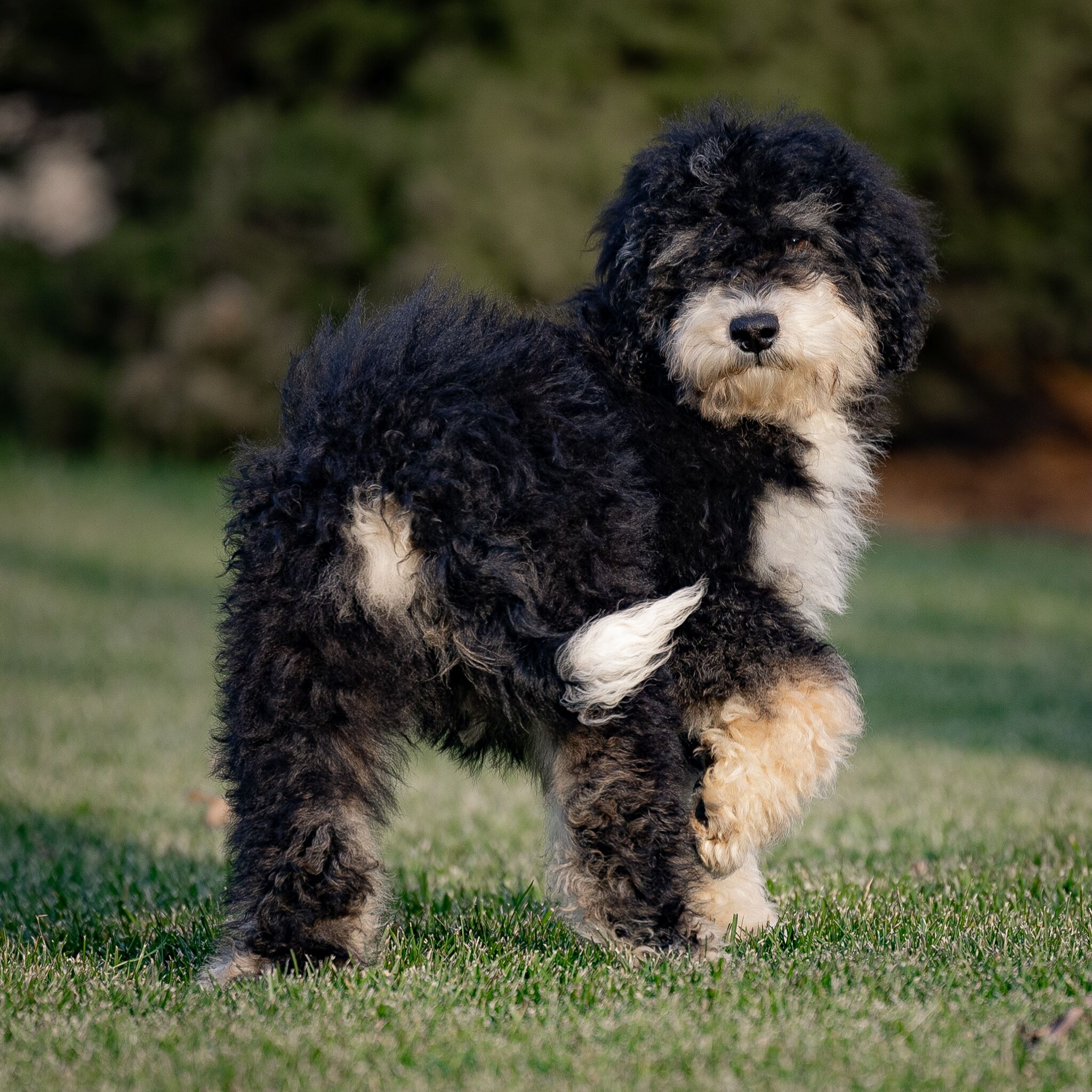 Krispin 1 Mini Bernedoodles Krispin