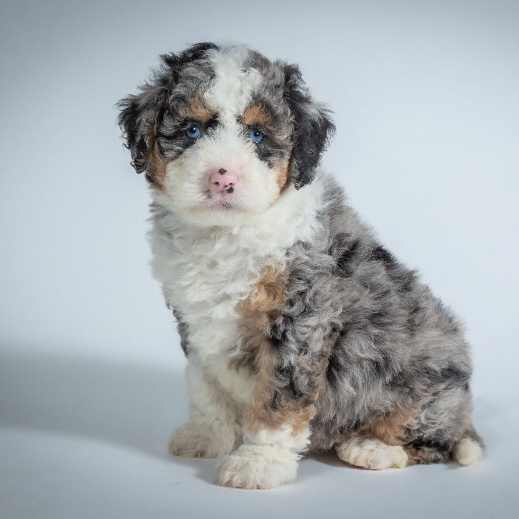 Anne 1 Mini Bernedoodles what is a mini bernedoodle