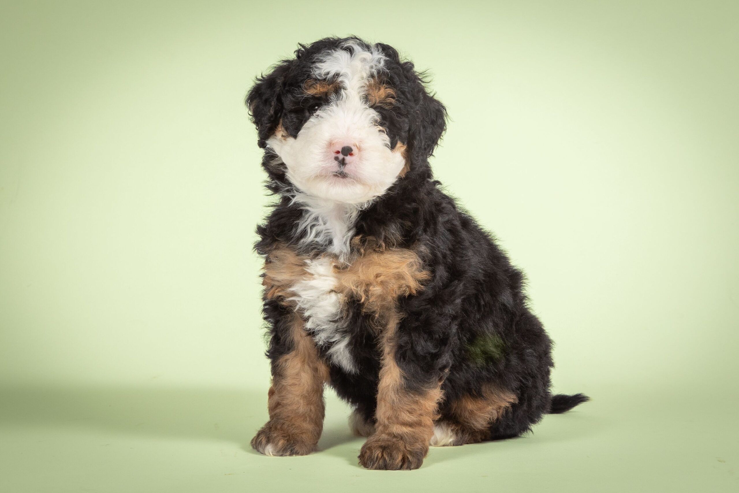 Andrea 1 Mini Bernedoodles Andrea