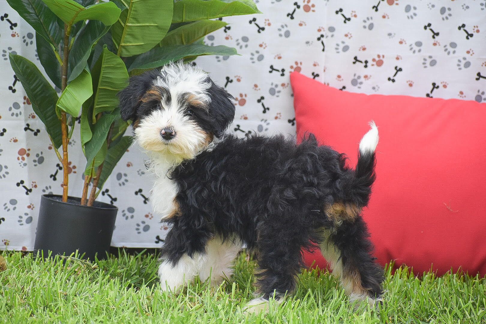 Joy 1 Mini Bernedoodles Mini Bernedoodles Joy