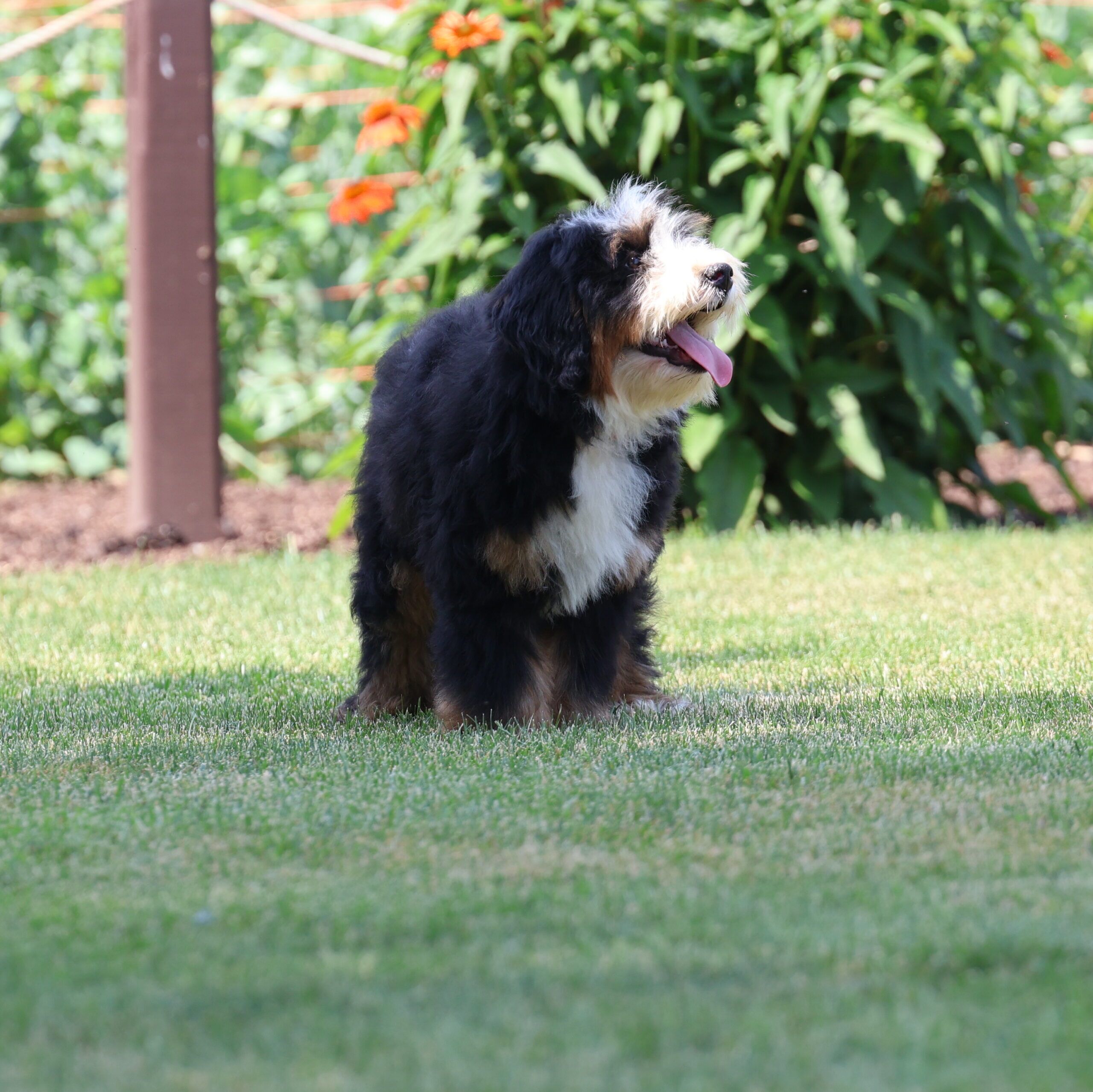 Jerry 1 Mini Bernedoodles male mini bernedoodle puppy (1)