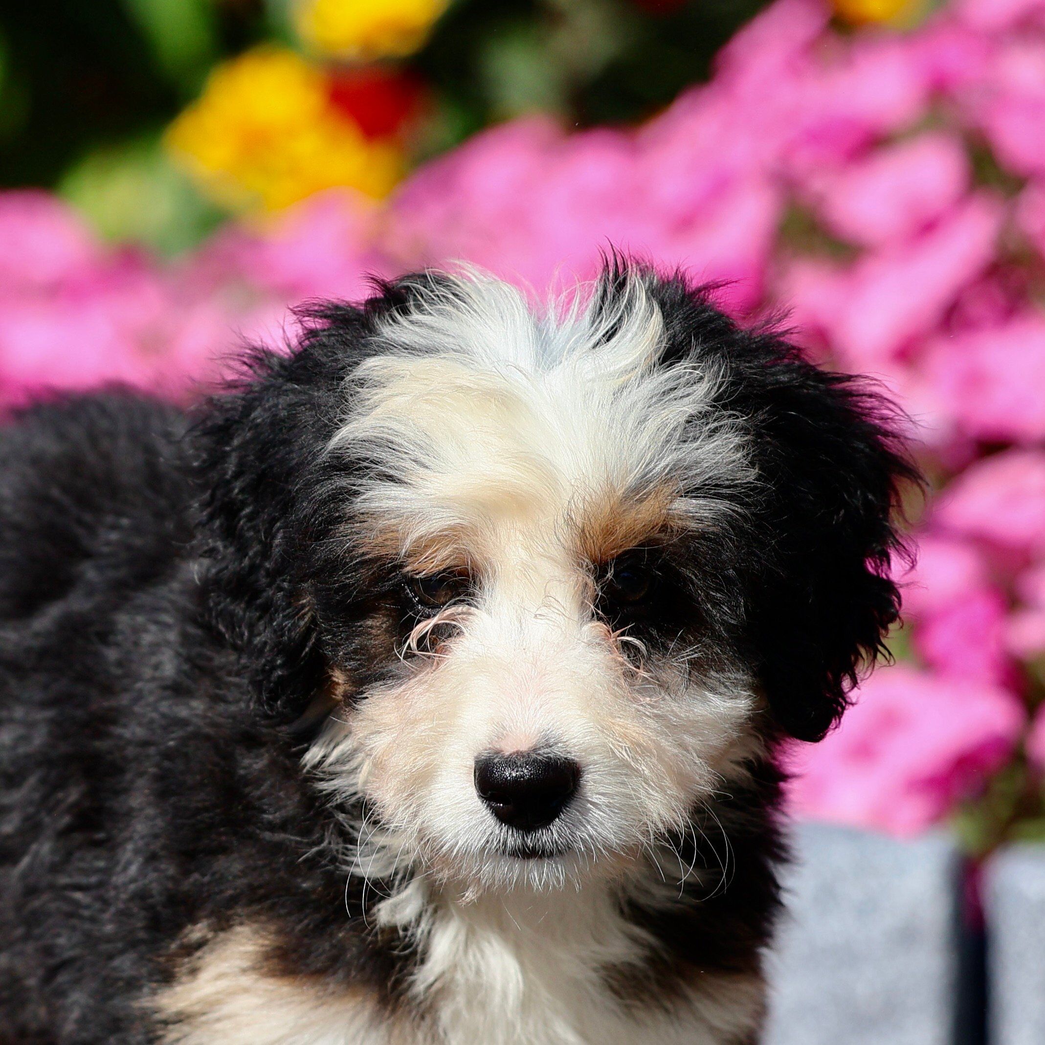 mini bernedoodle black tri color puppy