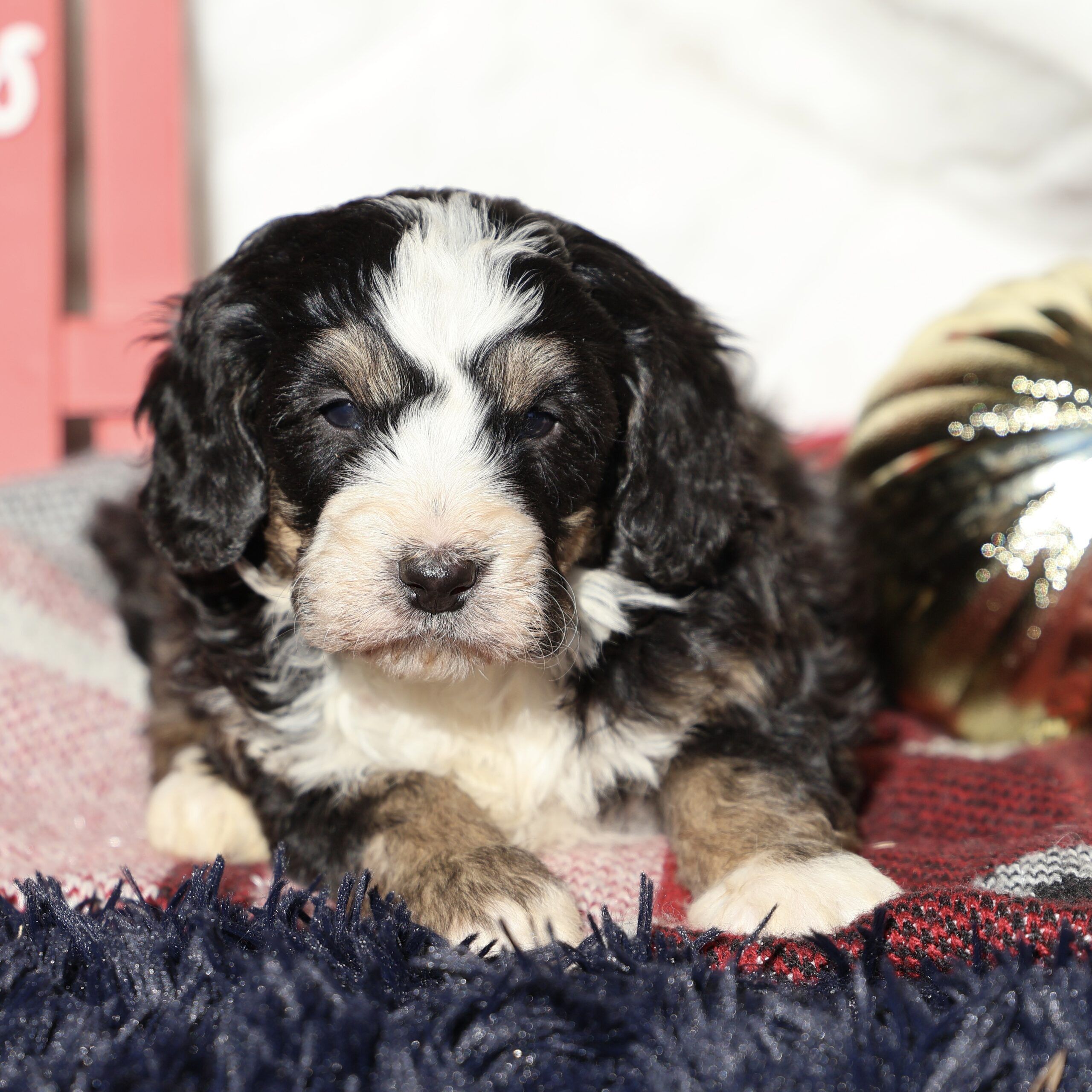 Pointsettia 1 Mini Bernedoodles bernedoodle puppies pa
