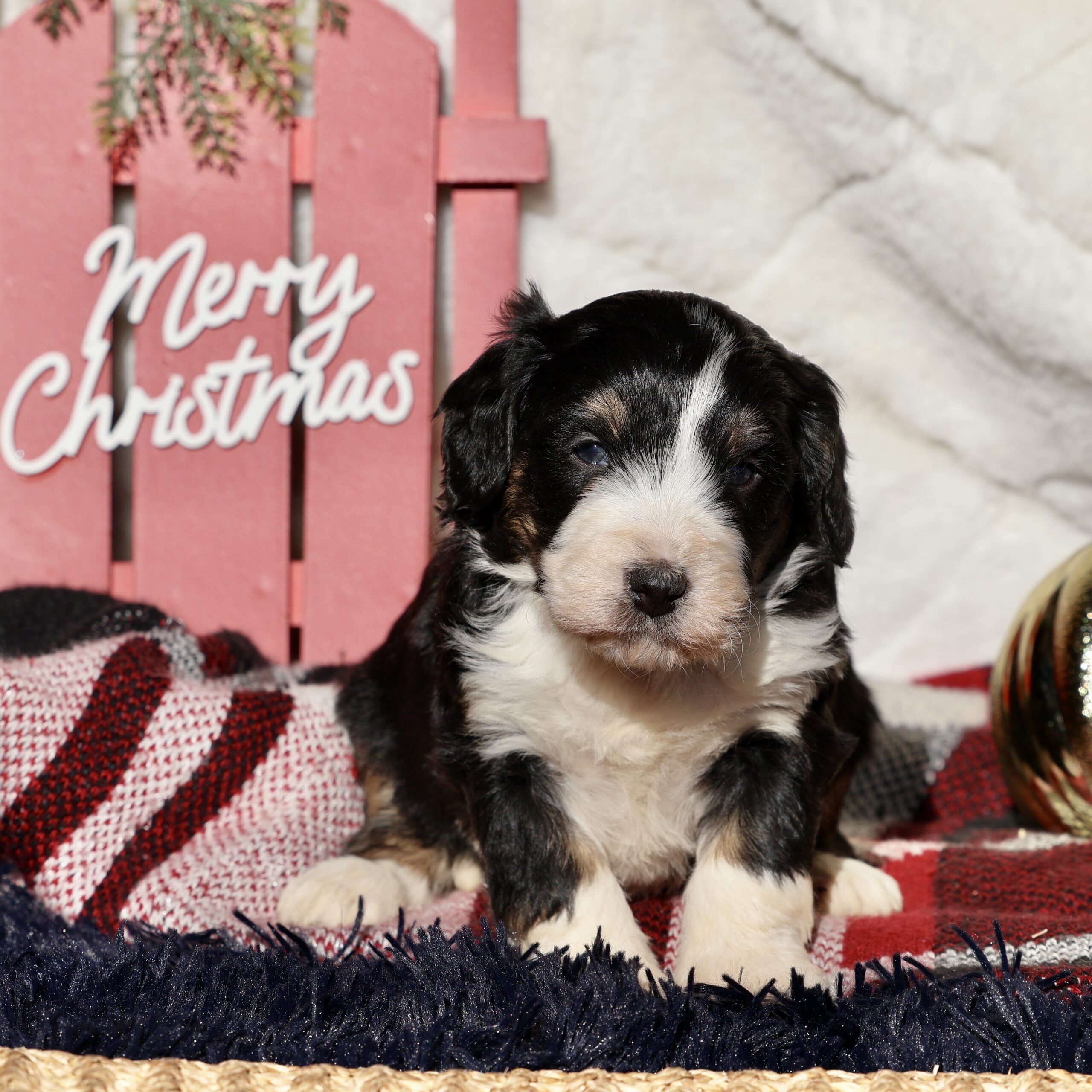 Treena 1 Mini Bernedoodles female bernedoodle puppy